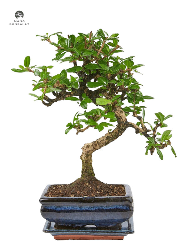 Carmona Bonsai S formos Arbatmedis P15