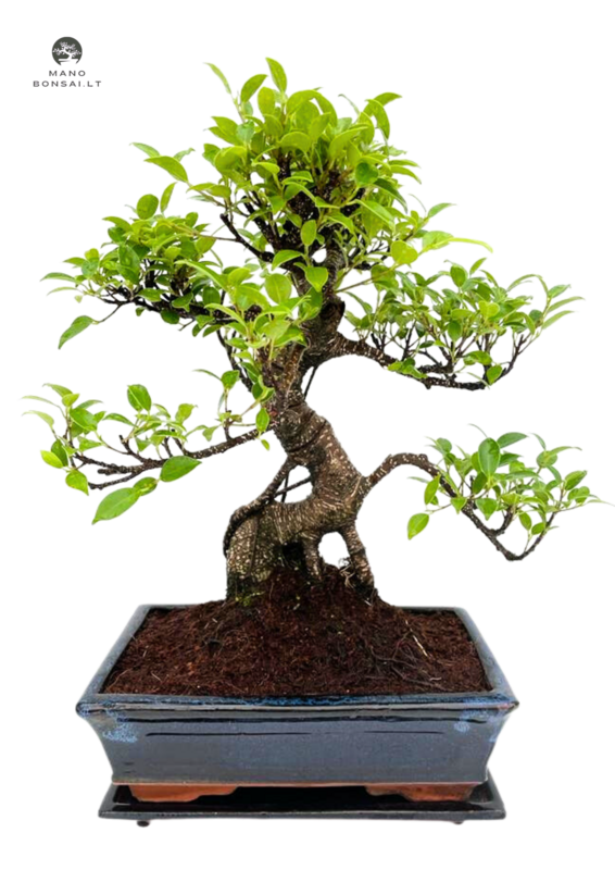 Ficus Bonsai P25 dekoratyvinis medis mėlynas