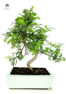 Kininis pipirmedis (Xanthoxylum piperitum) bonsai P25  S formos