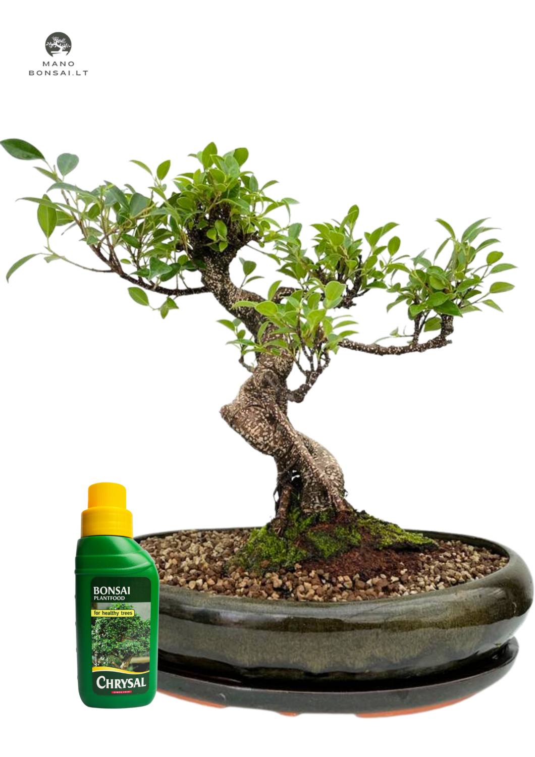 Ficus Bonsai P37 Žalias + trąšos