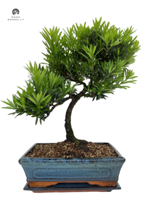 Podocarpus Bonsai P25