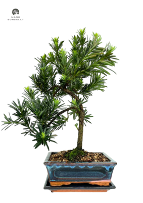 Podocarpus Bonsai P20 layer