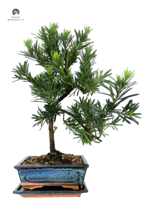 Podocarpus Bonsai P20 layer