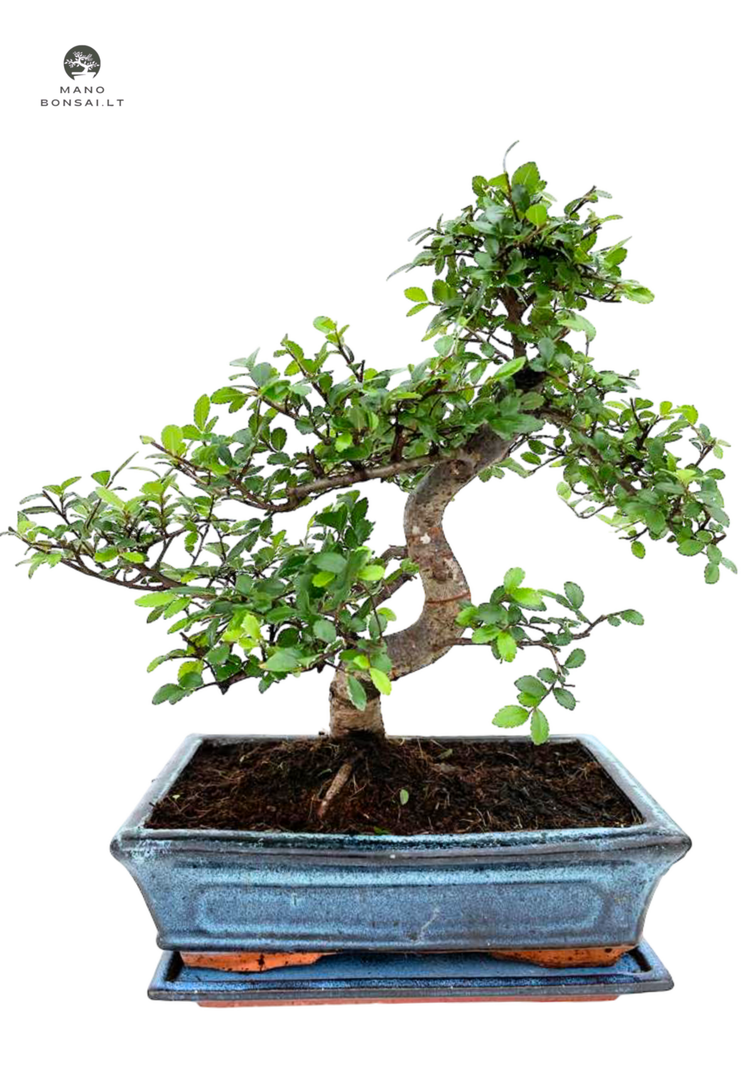 Chinese elm bonsai - Kiniška guoba P25