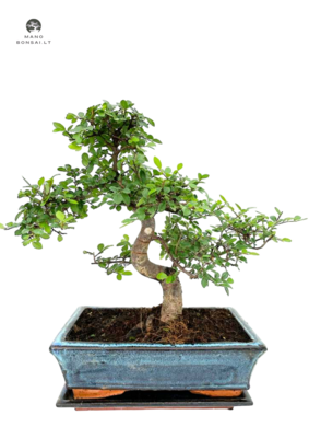 Chinese elm bonsai - Kiniška guoba P25