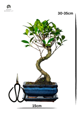 Ficus Bonsai S formos P15 + žirklutės D9