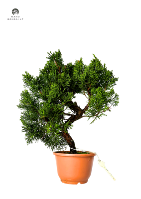 Juniperus Chinensis Kishu (Kadagys) P12
