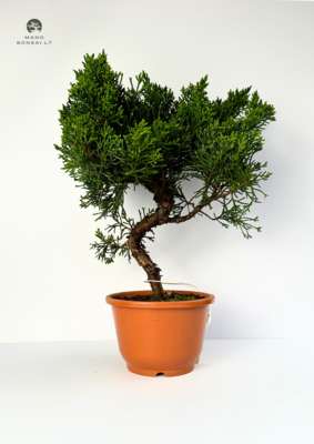 Juniperus Chinensis Kishu (Kadagys) P12
