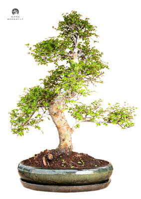 Dekoratyvinis Chinese Elm bonsai - Kininė guoba P43