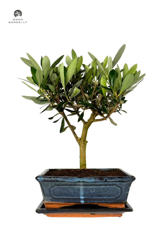 Alyvmedis Bonsai P20