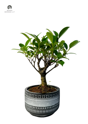Ficus Bonsai P12