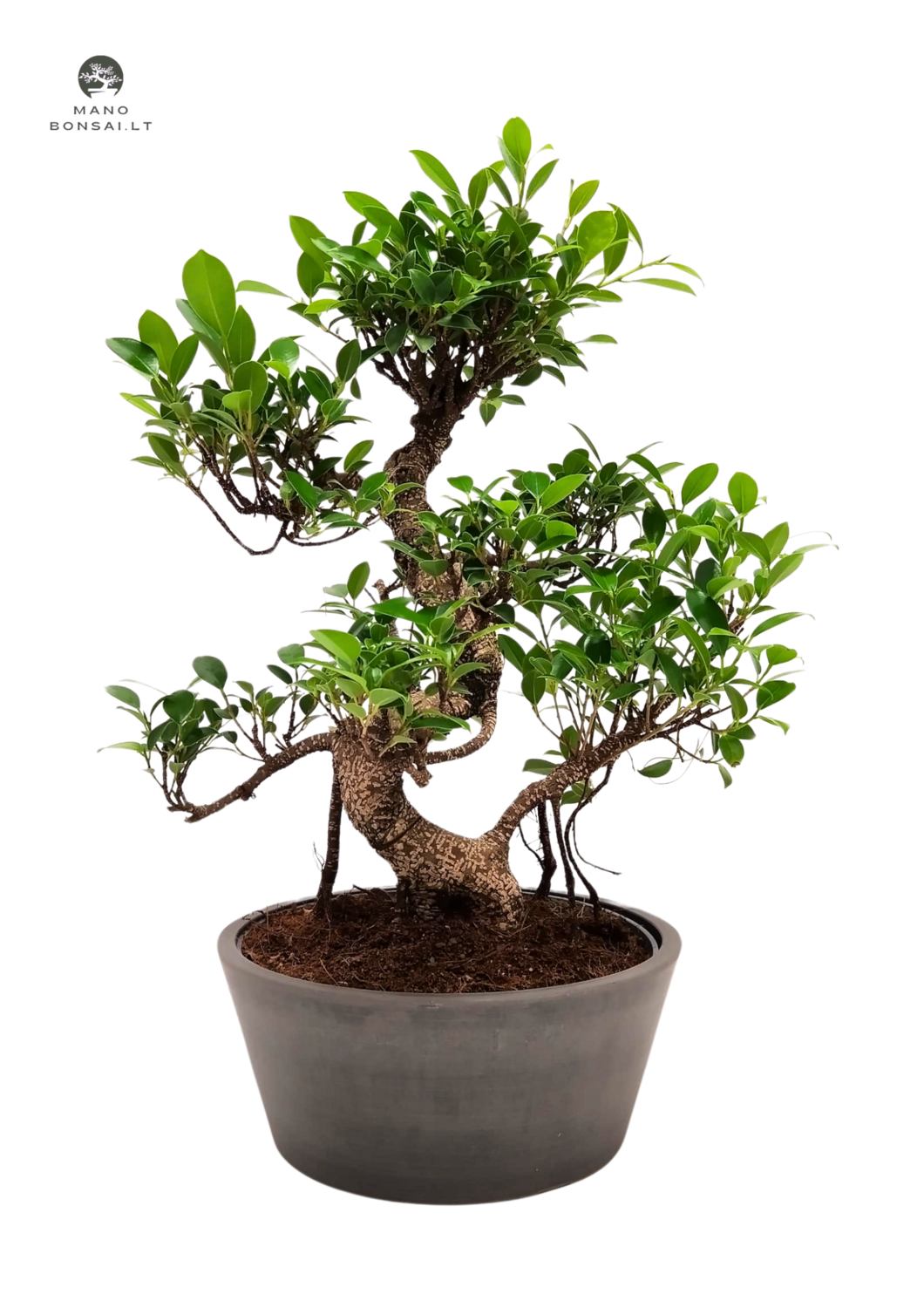 Ficus Bonsai P25 ECO