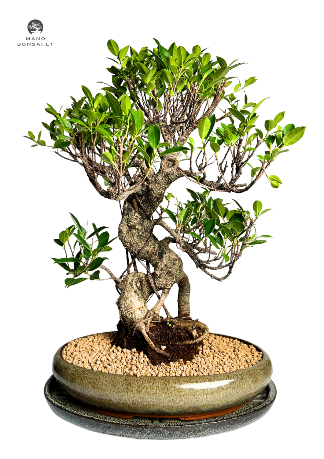 Ficus Bonsai P40 (2)