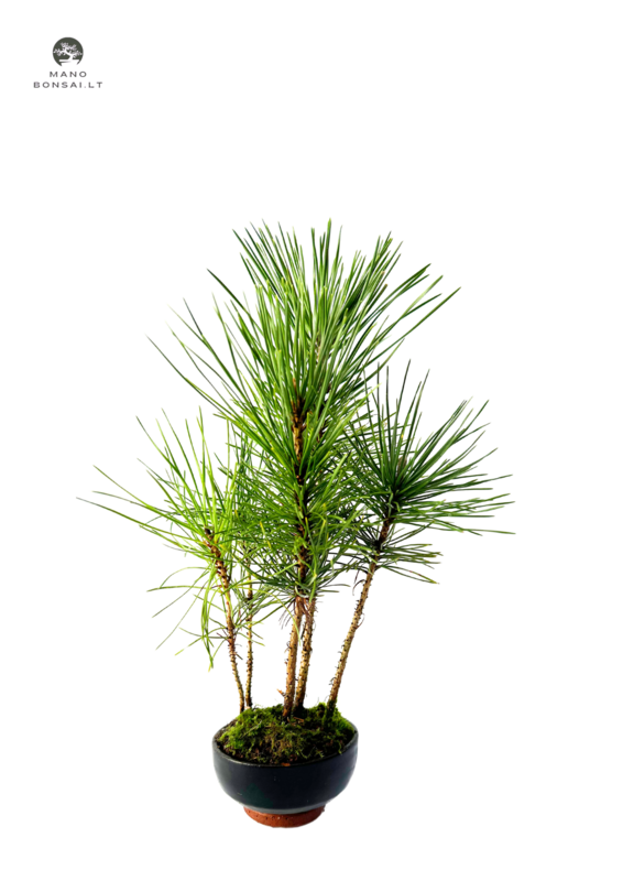 Pinus Thunbergii miškas P8.5