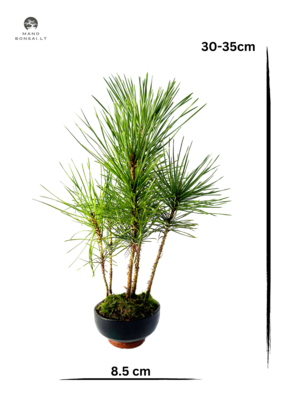 Pinus Thunbergii miškas P8.5