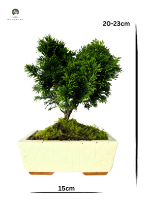 Chamaecyparis  bonsai medelis P15