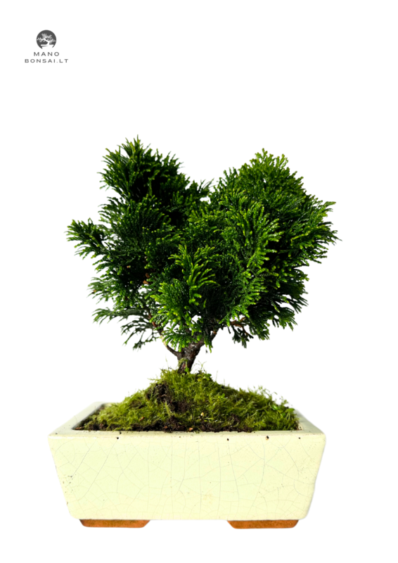 Hinoki Chamaecyparis bonsai medelis P15