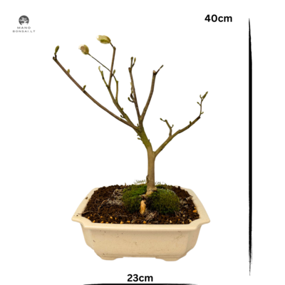 Magnolija Stellata bonsai P23