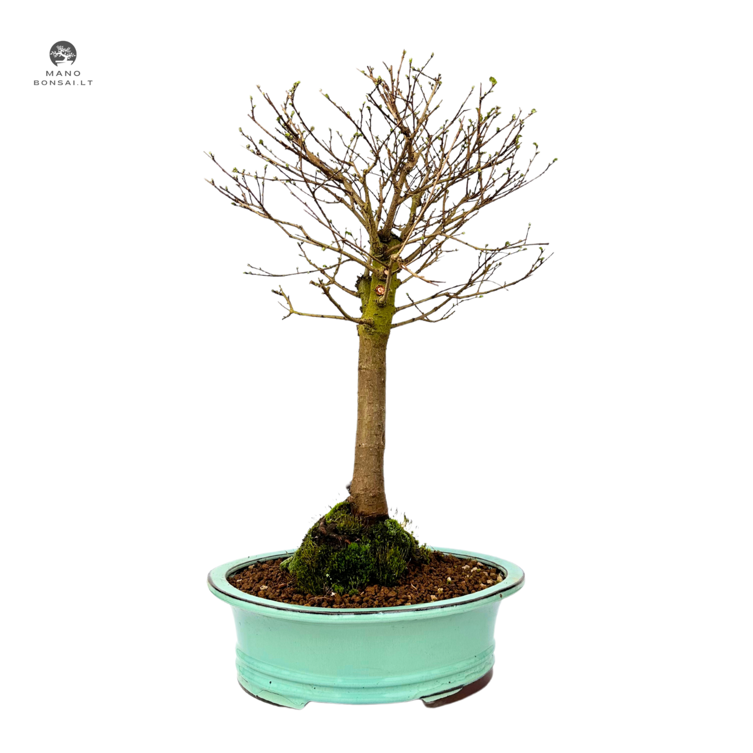 Zelkova Nire Bonsai P29