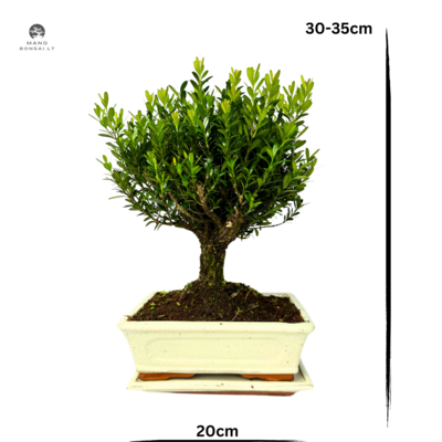 Buxus P20 tiesus bonsai medis