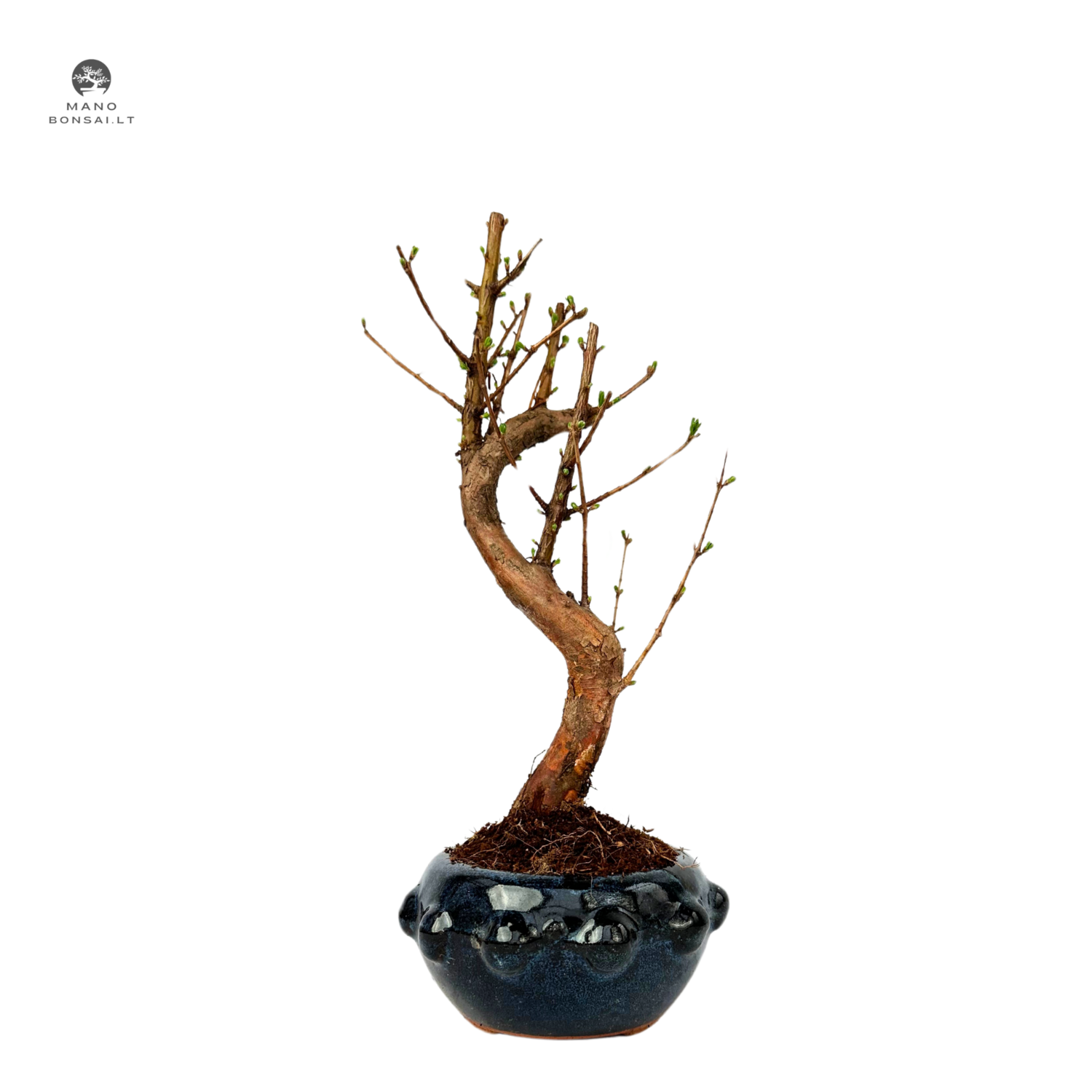Metasequoia bonsai P13