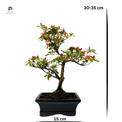 Azalija raudonais/ rožiniais žiedais (Rhododendron red/pink) bonsai P15