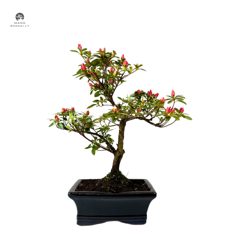 Azalija rožiniais žiedais (Rhododendron) bonsai P15