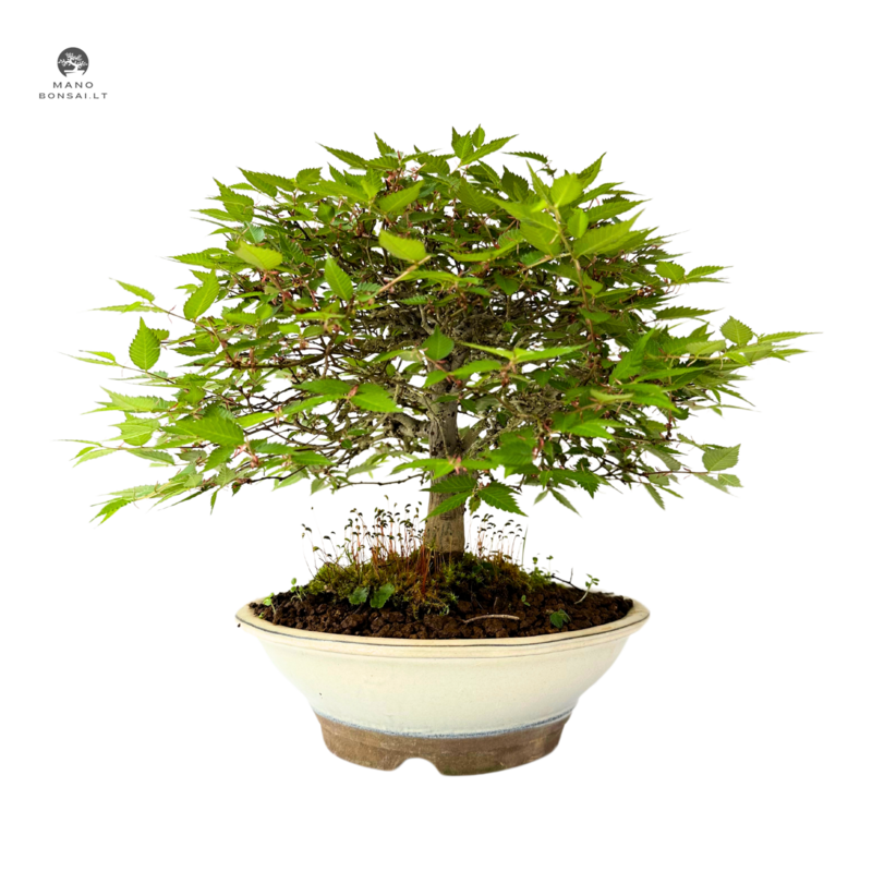 Zelkova Serrata Bonsai - Japoniška guoba  P20 (1)