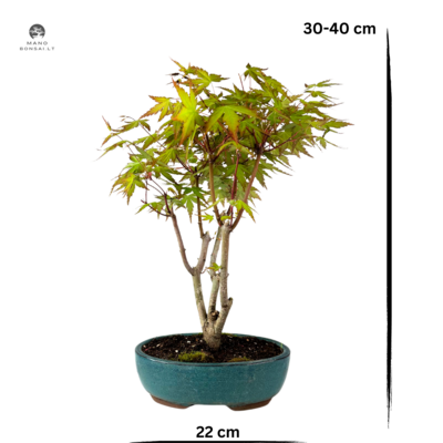 Acer Palmatum Special bonsai P22