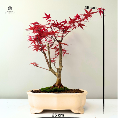 Acer Palmatum Deshojo Bonsai ( Raudonas Klevas ) P25