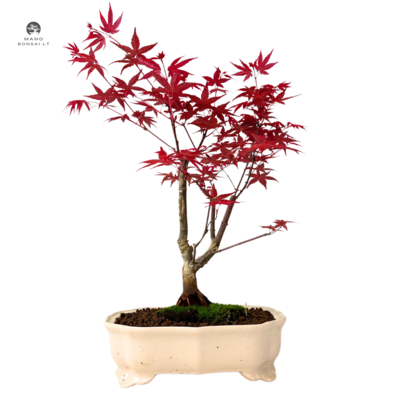 Acer Palmatum Deshojo Bonsai ( Raudonas Klevas ) P25