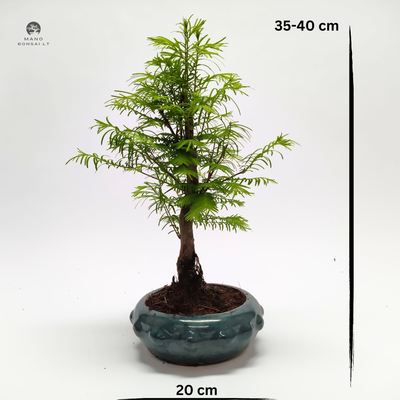 Metasequoia bonsai  P20