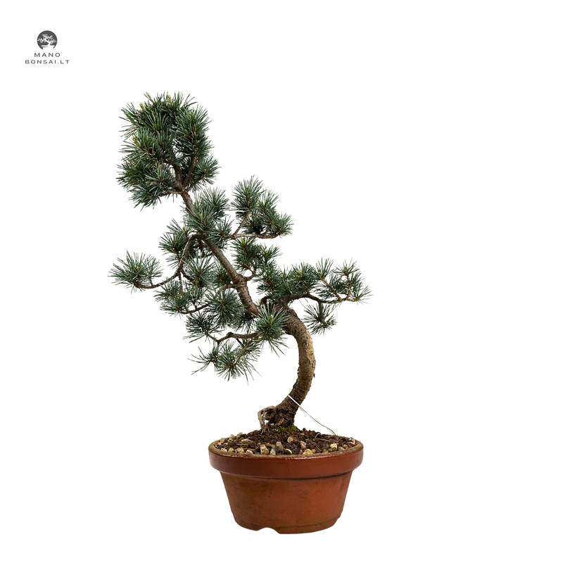 Japoniška baltoji pušis (Parviflora) P16