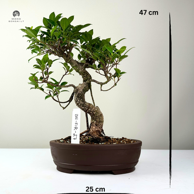 Ficus Bonsai P25 Special