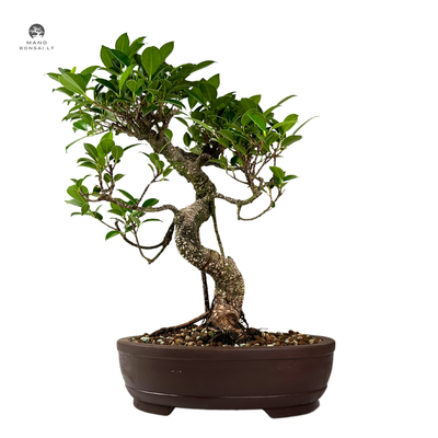 Ficus Bonsai P25 Special
