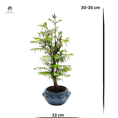 Metasequoia bonsai  P13
