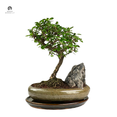 Carmona Bonsai S formos Arbatmedis P24 su uola