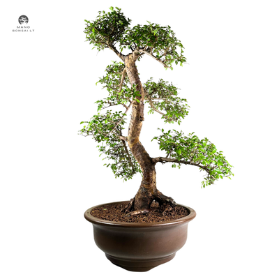 Chinese elm bonsai - Kiniška guoba P39 XXL