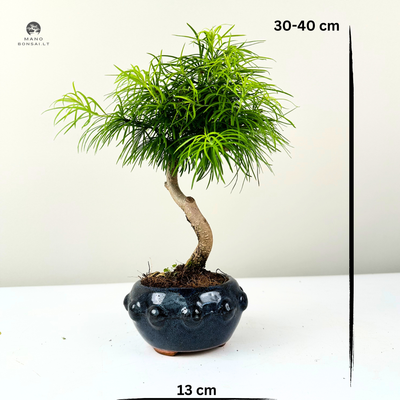 Pseudolarix Bonsai P12