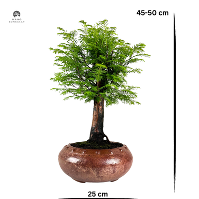 Metasequoia bonsai  P25