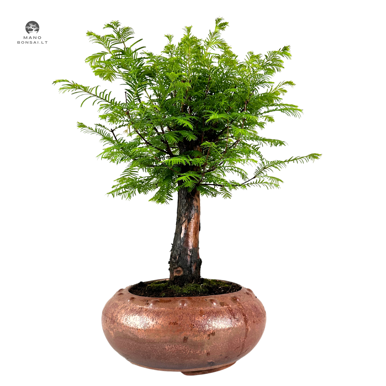 Metasequoia bonsai  P25