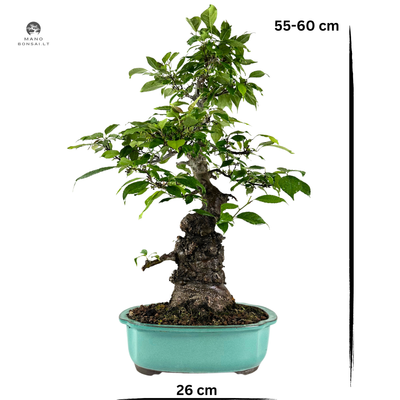 Japoniškas Ilex Serrata Bonsai ( Bugienis )