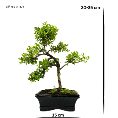 Ilex Crenata Bonsai P15