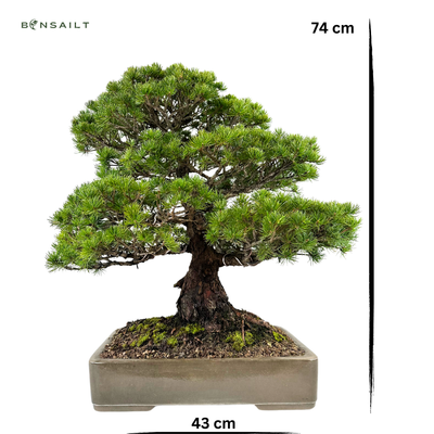 Japoniška baltoji pušis (Parviflora) P43 H74