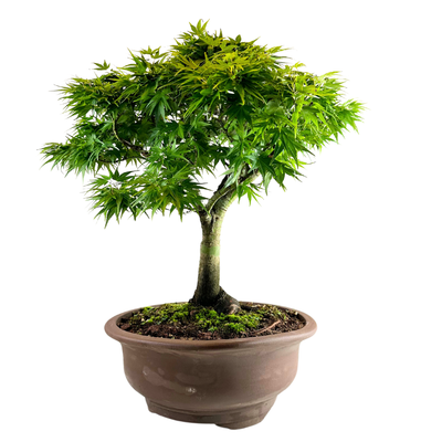 Acer Palmatum Sharp Pigmy P40