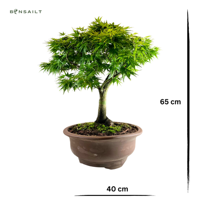 Acer Palmatum Sharp Pigmy P40