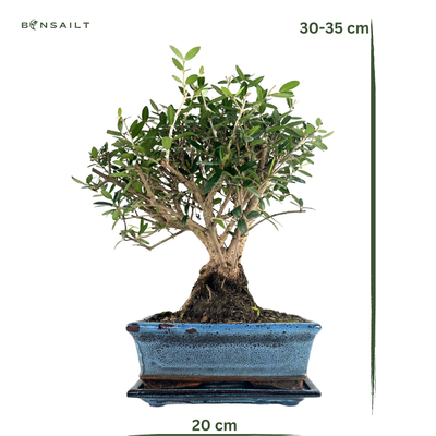Smulkialapis Alyvmedis Olea Bonsai P20