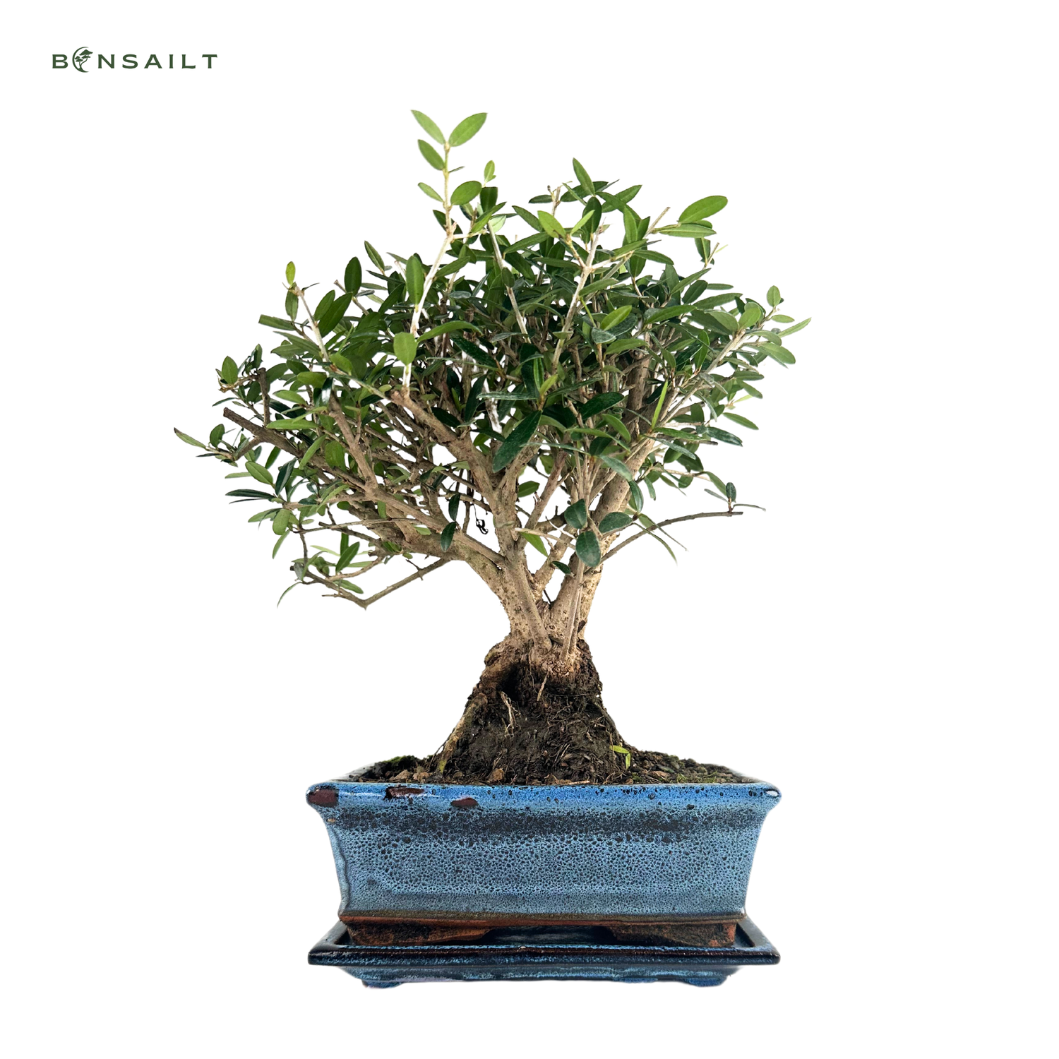 Smulkialapis Alyvmedis Olea Bonsai P20