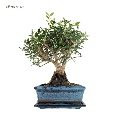 Smulkialapis Alyvmedis Olea Bonsai P20