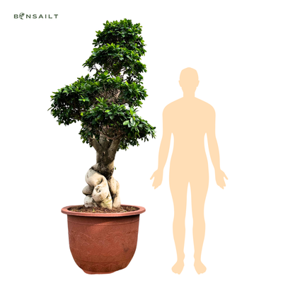 Ficus Microcarpa kambarinis Bonsai XL